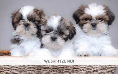 We Shih Tzu Not: Coronavirus Investing