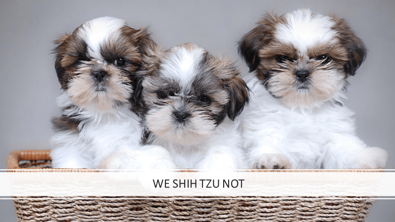 We Shih Tzu Not: Coronavirus Investing