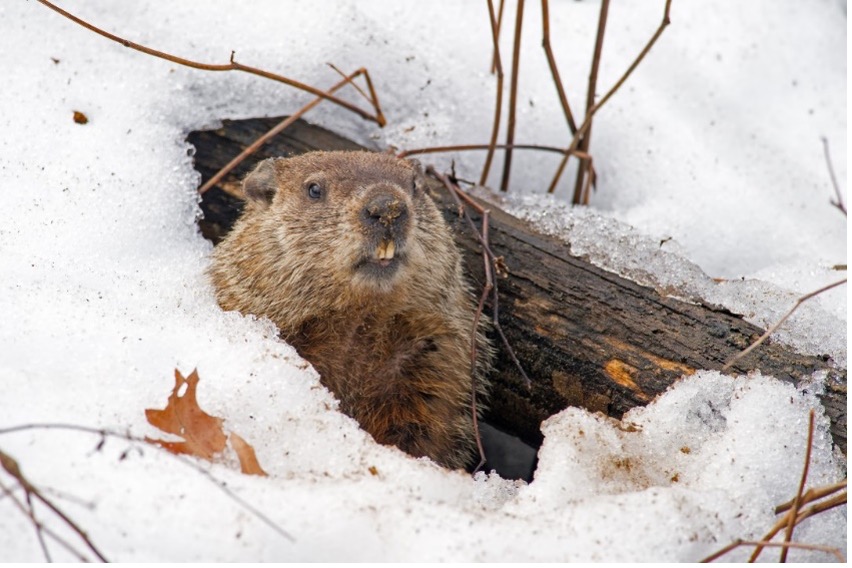 Groundhog